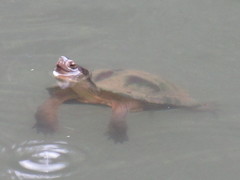 Mauremys mutica mutica