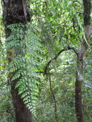 Asplenium pseudolaserpitiifolium