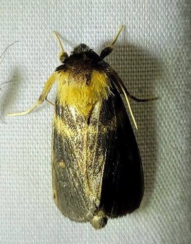 Ridings’ Pitcherplant Moth photo 3