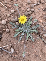 Malacothrix fendleri