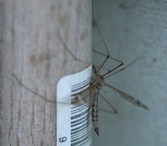 Tipula praecisa