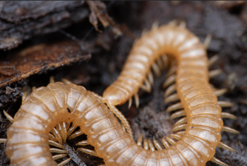 Western Yellow Centipede, photo 3 of 10