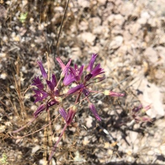 Allium fimbriatum
