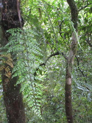 Asplenium pseudolaserpitiifolium