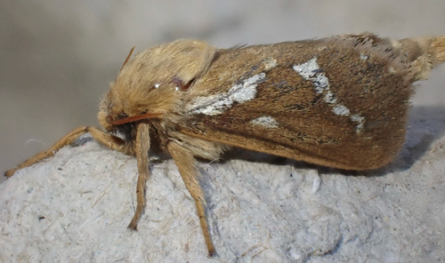 Common Swift Moth, Graafland, Groot-Ammers, South Holland, NL, photo 5 of 10