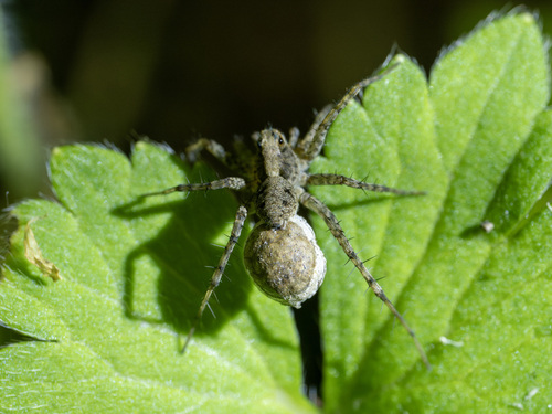 Pardosa qionghuai