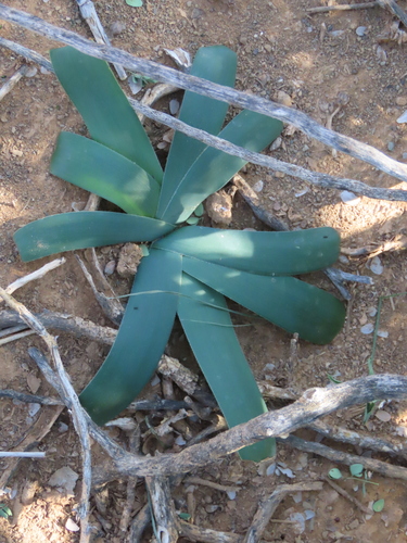 Ammocharis coranica