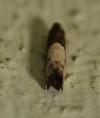 Notocelia cynosbatella