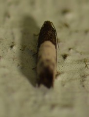 Notocelia cynosbatella