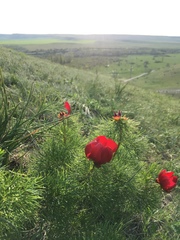 Paeonia tenuifolia
