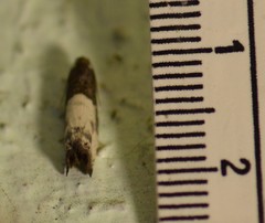 Notocelia cynosbatella