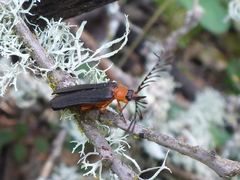 Pterotus obscuripennis