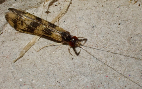 Grousewing Caddisfly, Graafland, Groot-Ammers, South Holland, NL, photo 9 of 10