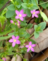 Centaurium pulchellum