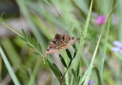 Euclidia ardita