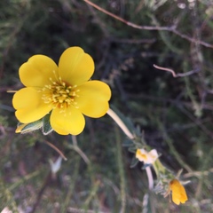 Mentzelia gracilenta