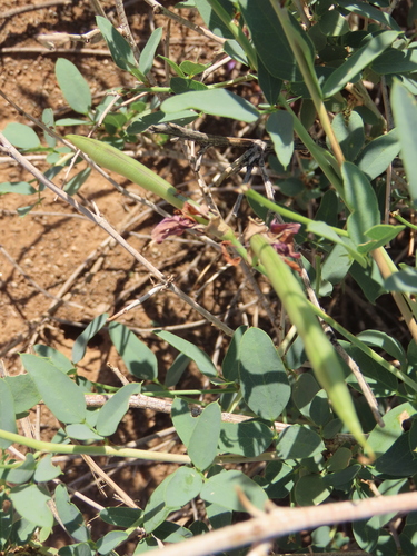 Image of Purple Desert Bean (Otoptera burchellii) by no rights reserved