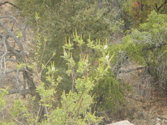 Eysenhardtia orthocarpa