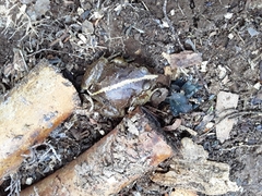 Eupsophus vertebralis