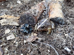 Eupsophus vertebralis