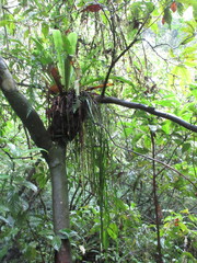 Haplopteris elongata