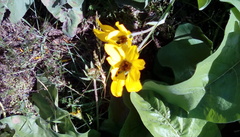 Balsamorhiza