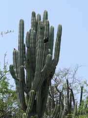 Pachycereus weberi