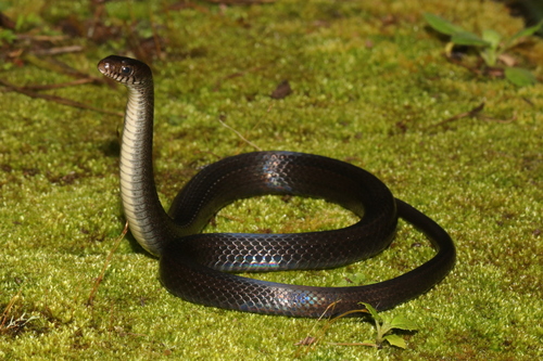 Forest Marsh Snake