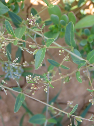 Image of Boerhavia repens by no rights reserved