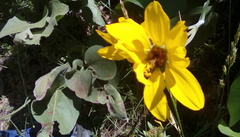 Balsamorhiza