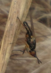 Prochyliza xanthostoma