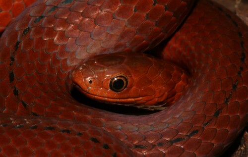 Shire Slug-eater