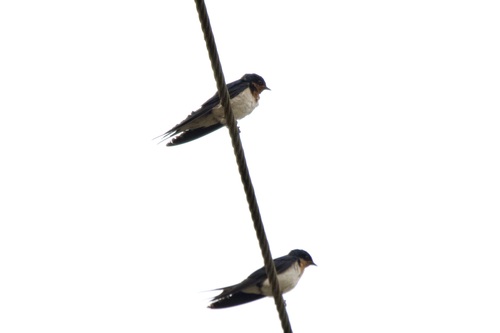 Hirondelle d'Éthiopie (Hirundo aethiopica)