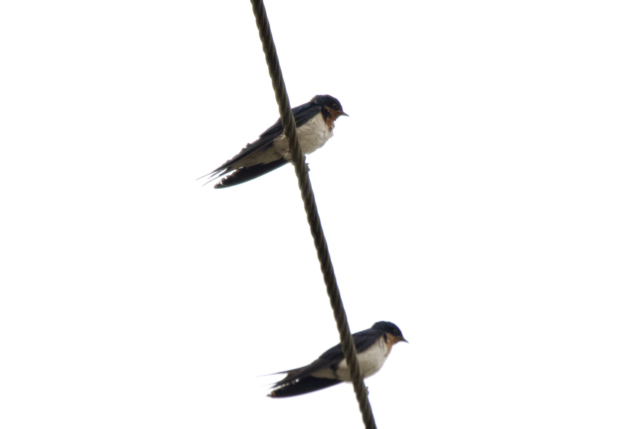 Ethiopian Swallow illustration