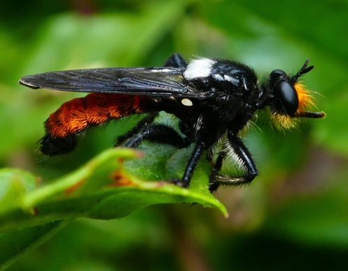 Silver-backed Laphria