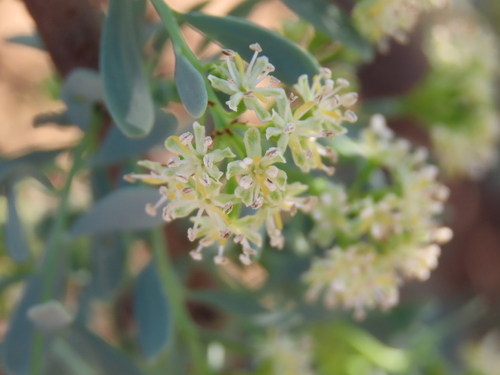 Image of Tetragonia schenckii by no rights reserved