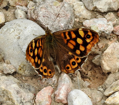 Pararge aegeria