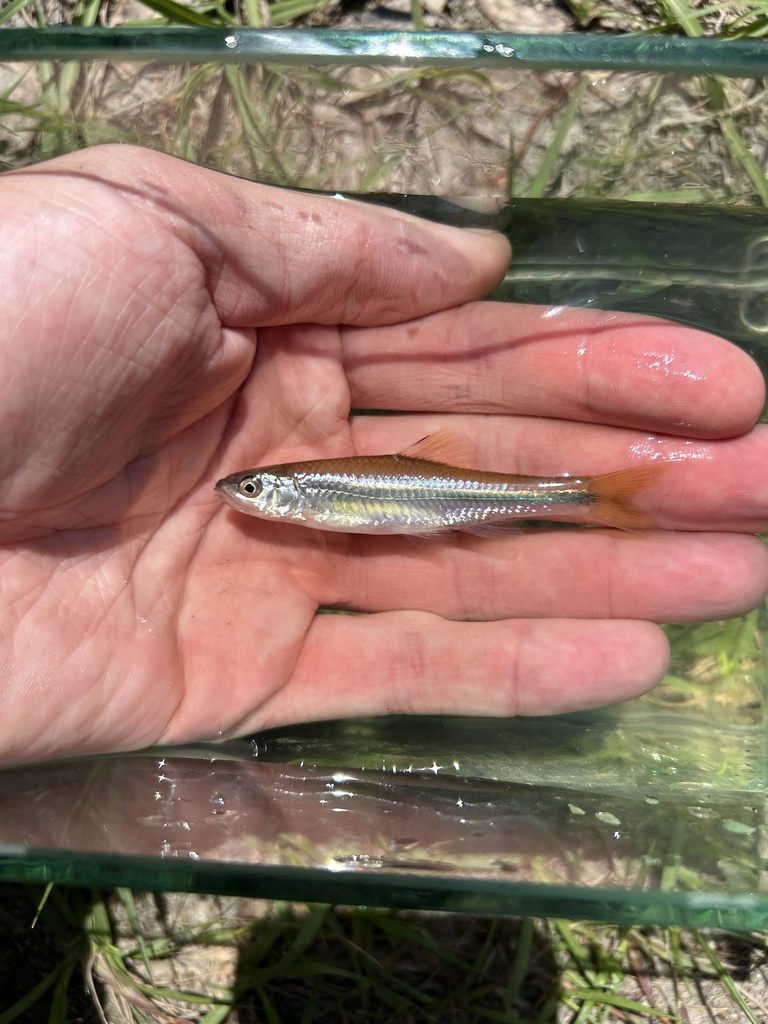Bannerfin Shiner