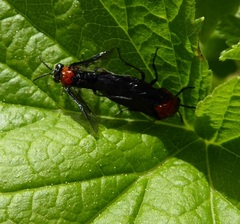 Tethida barda