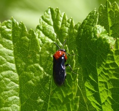 Tethida barda