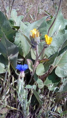 Balsamorhiza