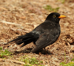 Turdus merula