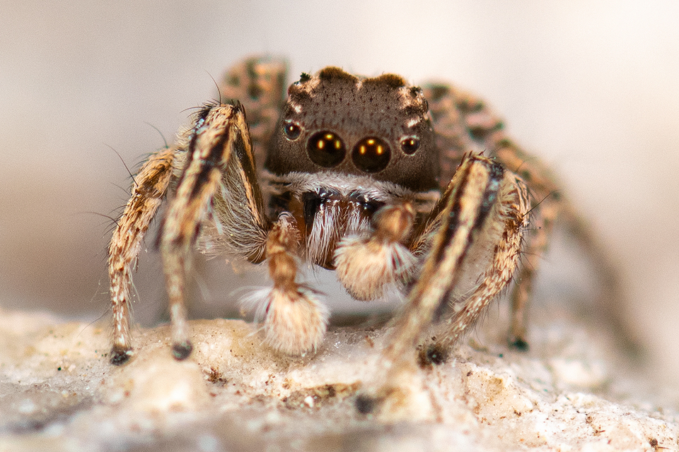 Habronattus viridipes
