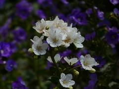 Phacelia grandiflora