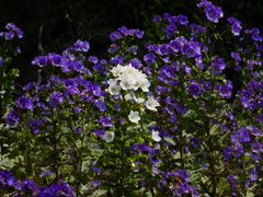 Phacelia grandiflora