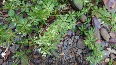 Galium echinocarpum