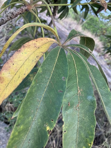 Sterculia murex