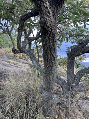 Sterculia murex, photograph author not stated, no rights reserved