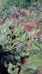 Balsamorhiza