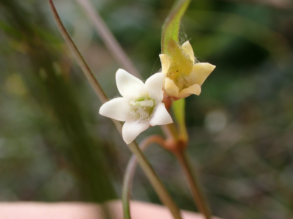 Secamone tenuifolia